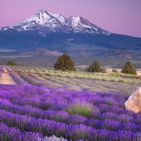 Mount fuji above