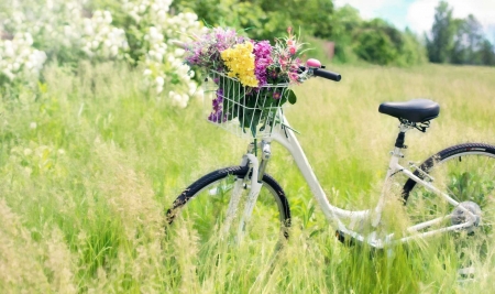 Basket full of flowers - flowers, bike, basket, field