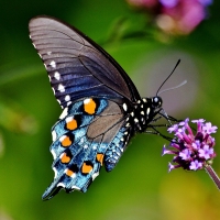 blue pipevine swallowtail