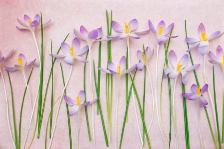 Crocuses