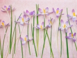 Crocuses