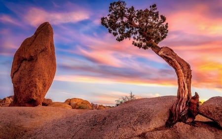 Californian National Park - sky, clouds, tree, desert, rocks