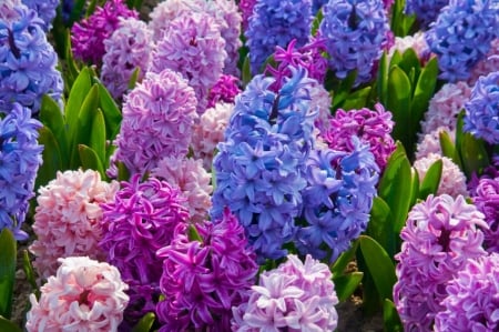 Pretty hyacinths - flowers, pretty, nature, photography, lilac, colors, pink