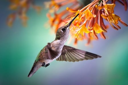 Hummingbird - Tropics, Nectar, Flight, Flower