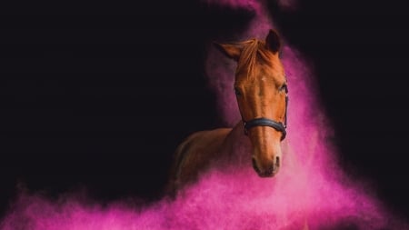 Horse - black, animal, brown, cal, pink, horse