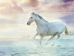 White horse