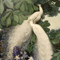 White peacocks