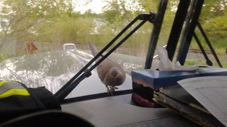 Friendly dove - dove, friend, birds, truck