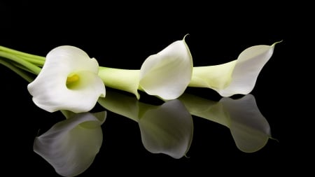 :-) - black, calla lily, white, flower