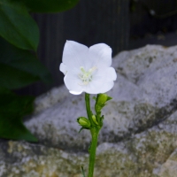 Single Bell