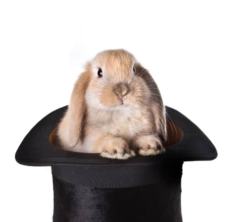 :-) - hat, easter, black, rabbit, white, paw, cute, bunny