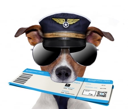 :-) - face, jack russell terrier, hat, dog, funny, sunglasses, ticket