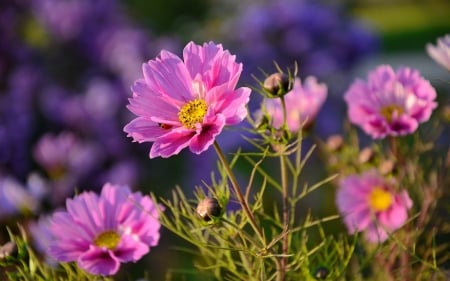 Spring flower - freshness, pretty, ladybird, pink, beautiful, flowers, garden