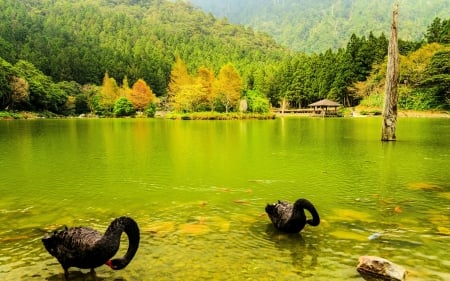 Black Swans - trees, water, lake, forest, mountains