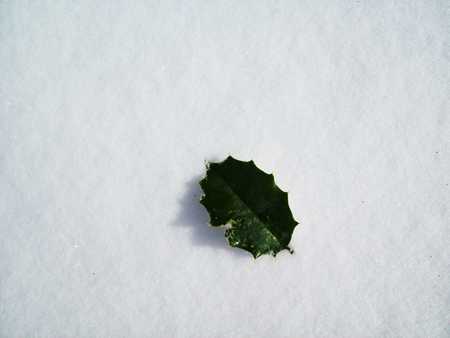 Remnance of Fall - sky, rust, building, trees, countryside, leaf, black, white, cloud, blue, snow, green, flowers