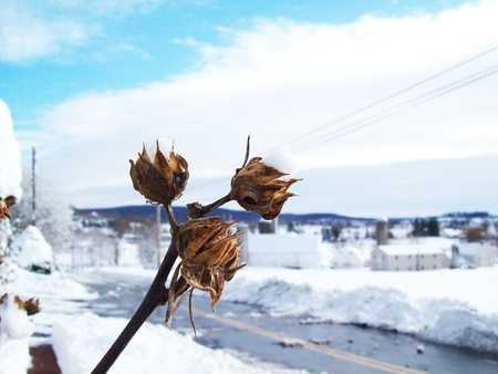 Winter Flower - sky, rust, building, trees, countryside, leaf, black, white, cloud, blue, snow, green, flowers