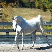 Arabian Stallion