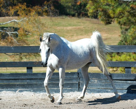 Arabian Stallion - horses, animals, oriental, stallions, arabian