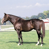 Bay Cleveland Stallion