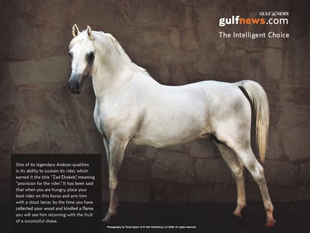 Arabian Legend - oriental, arabian, white, horses, stallions, animals