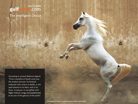 Arabian Legend - oriental, arabian, white, horses, stallions, animals