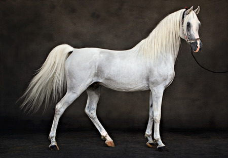 Arabian Perfection - white, horses, animals, oriental, stallions, arabian