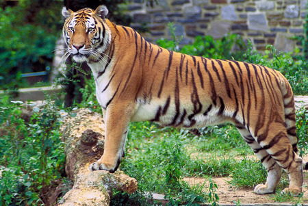 royal bengal tiger - india, zoo, park, roaming