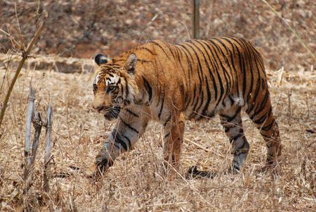 tiger roams park - india, karnataka, bengal, zoo