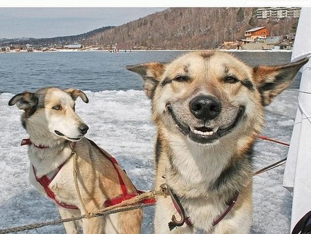 Happy Dog - dogs, photography, snow, lakes, animals