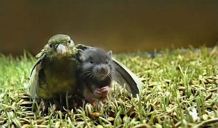 Buddies - birds, green, photography, grass, mice, animals