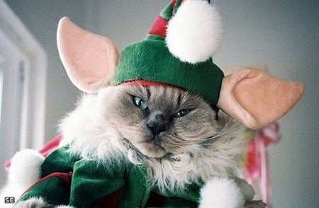 Santas Helper - hats, christmas, cats, elves