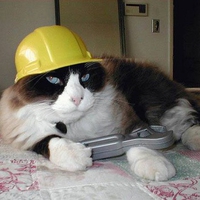 Construction Cat