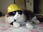 Construction Cat