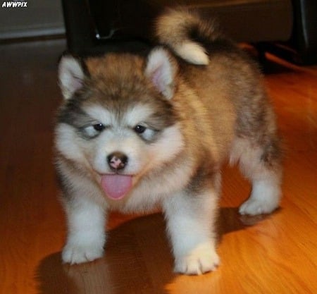 Baby Huskie - puppies, dogs, animals, huskies