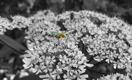 Nature - flower, nature, insect