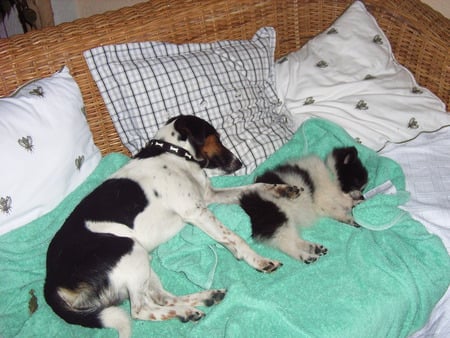 After a hard day - animals, dogs, puppy, spitz, jack russell