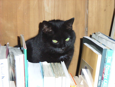 Professor Cat - black cat, zimba, animals, cats