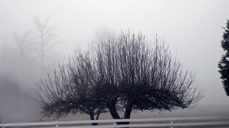 Winters Old Apple Trees - winter, fog, gray, field, washington, firefox persona, tree