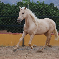 Oktober, The Palomino Andalusian