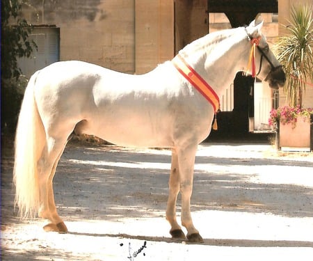 The Spanish Pearl - white, andalusian horse, horses, spain, stallions, spanish horse, animals, andalusian