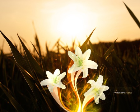 Growth of Reedflower - fantasy, 3d, reedflower, nature, abstract, art, grass