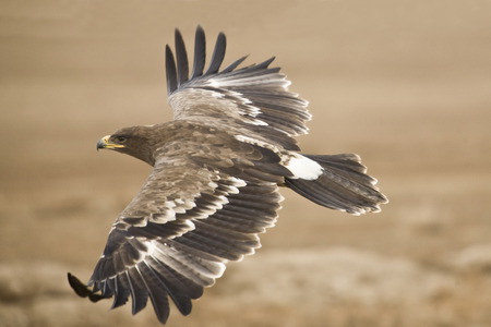 Flying Eagle - wow, eagle, feathers, bird