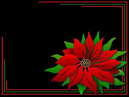 Poinsettia - poinsettia, abstract