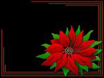 Poinsettia