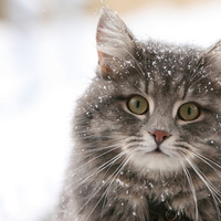 Another Stray Cat