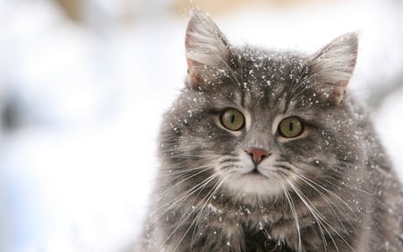 Another Stray Cat - winter, cat, snow, stray