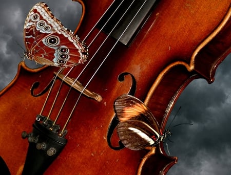 butterflys and violin