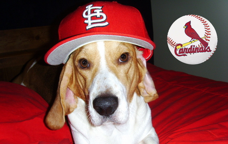 Cardinal Dog - cardinals, dog, basett hound