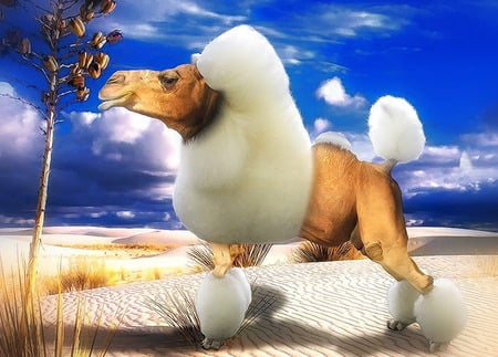 Campoodle - nature, abstract, camel, 3d, poodle, animal, wierd