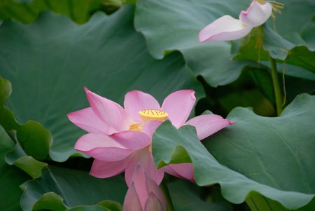 Water Lily - water lily, pink, pond